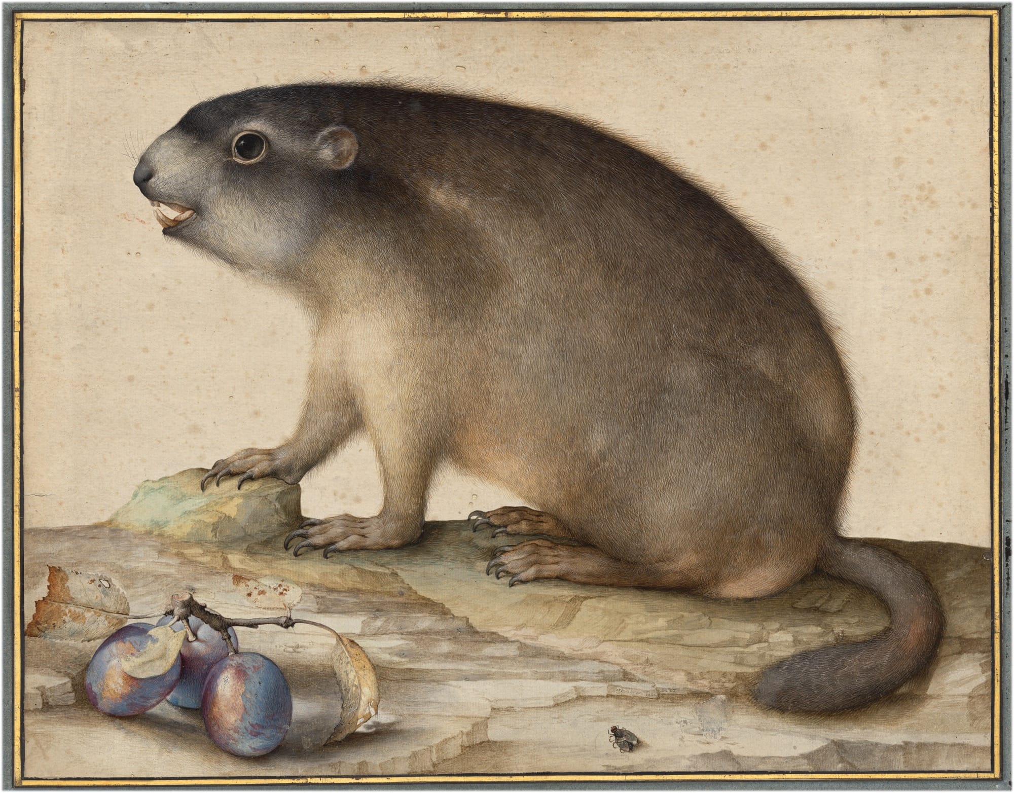 a 17th-century illustration of a groundhog