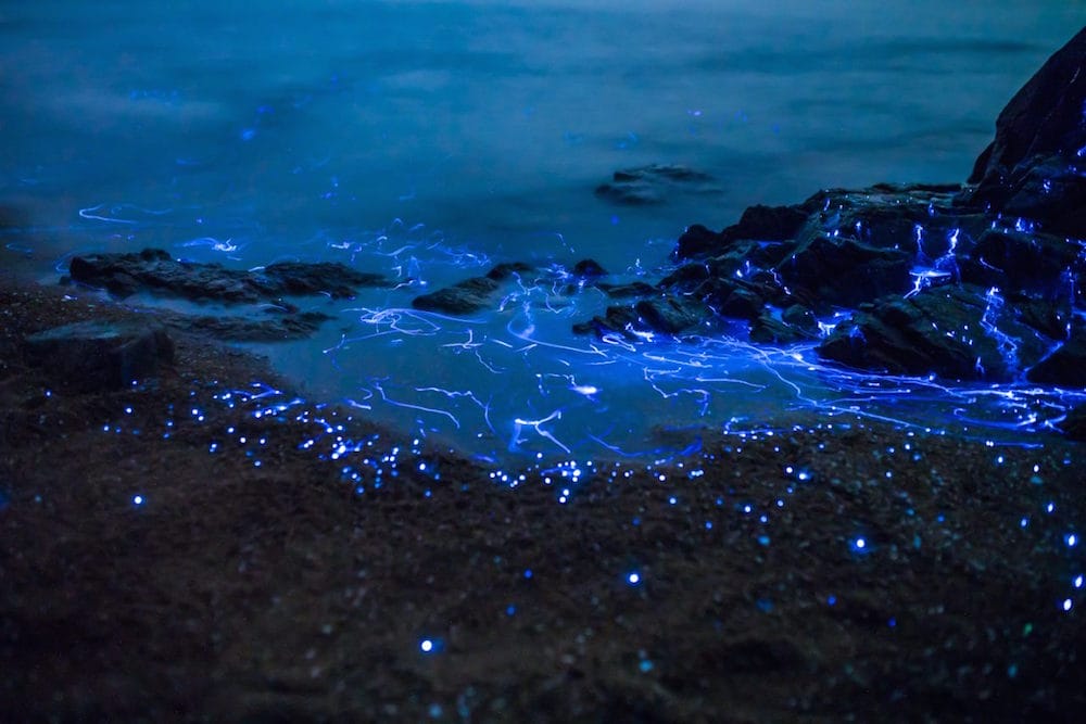 TDubPhoto_05